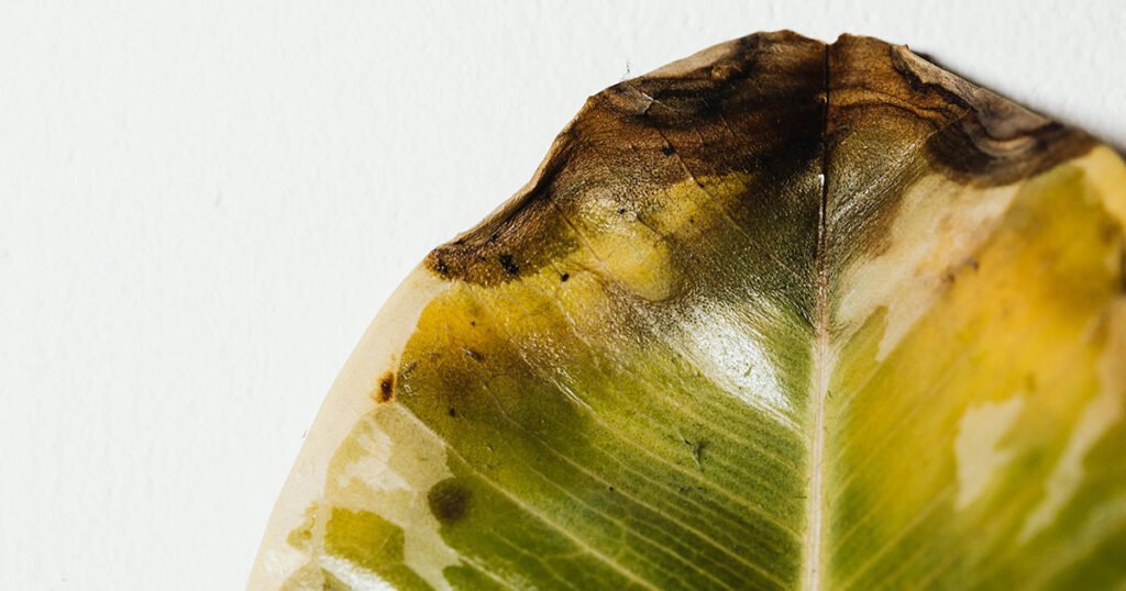 Edge of leaf beginning to turn brown due to overwatering