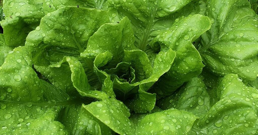 A mature butterhead lettuce