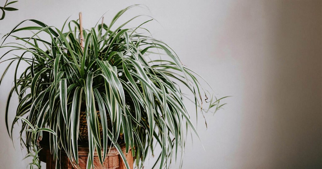 A thriving Spider Plant producing baby 'spiderettes'. A sign of healthy growth.