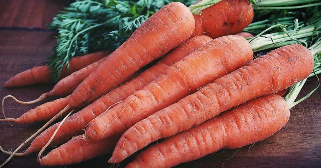 Freshly picked carrots