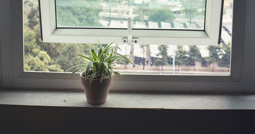 A windowsill is a suitable location for a Spider Plant