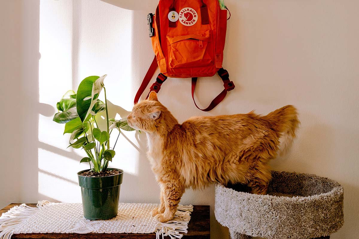Pet-Safe Houseplants: A Complete Guide to Non-Toxic Indoor Plants