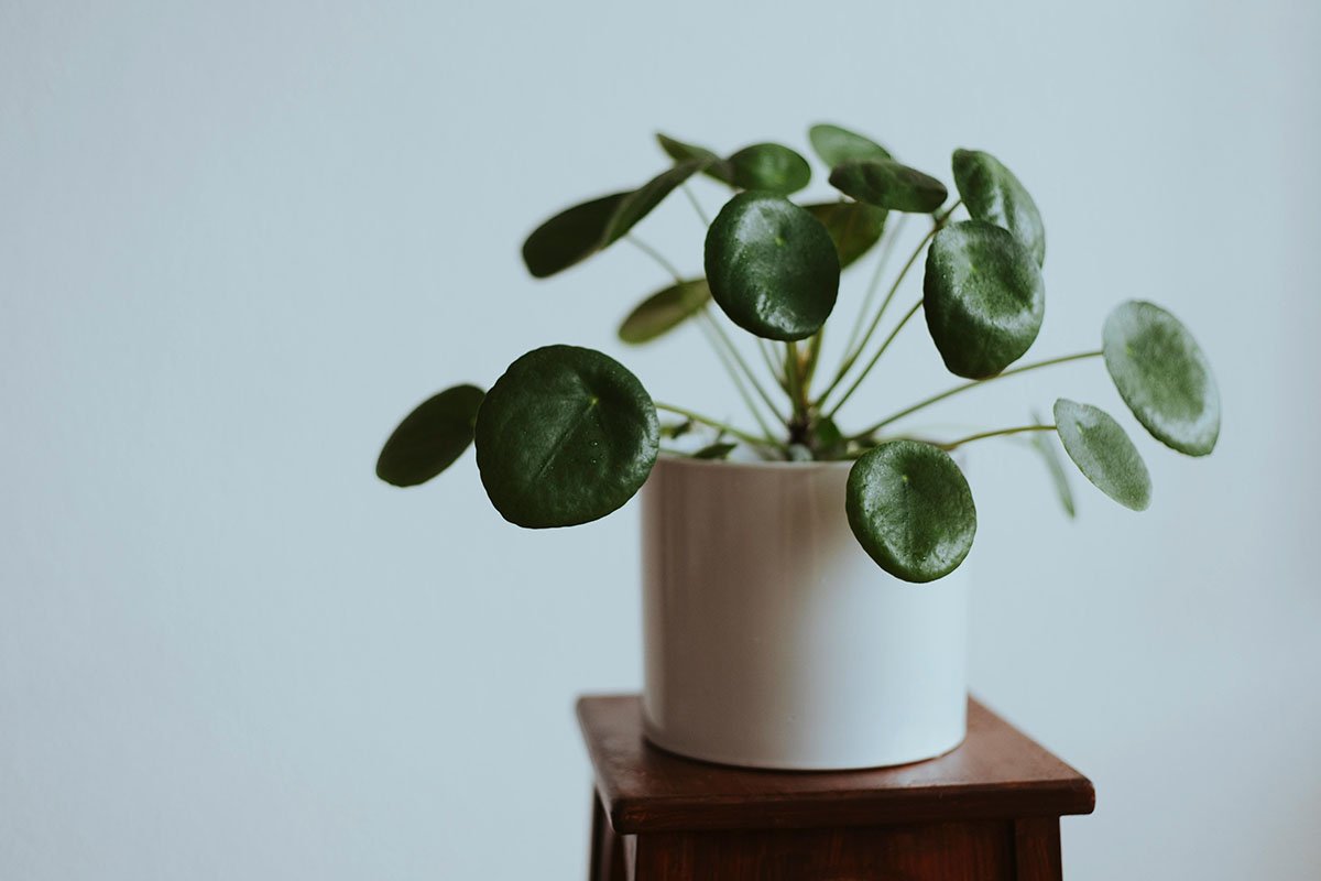 How to Care for Your Chinese Money Plant (Pilea peperomioides)