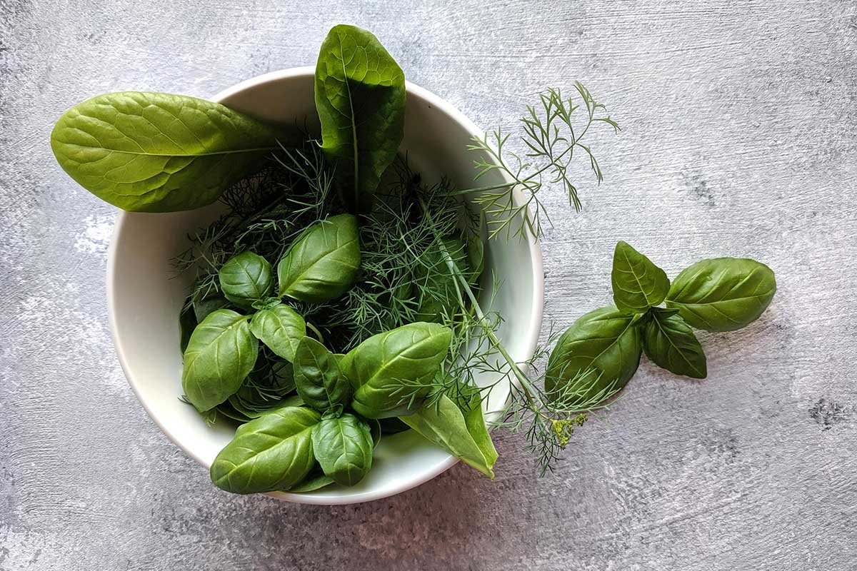 10 Best Herbs You Can Grow Indoors (With Expert Tips)