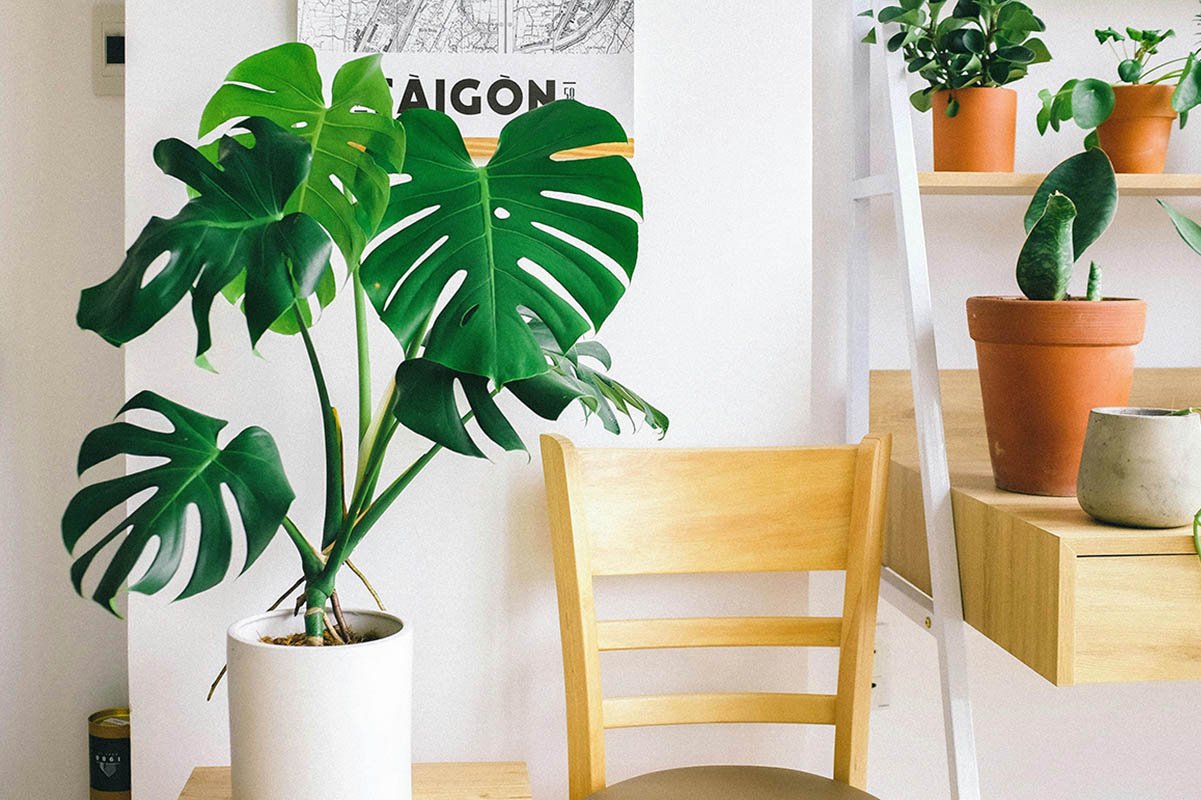 How to Care For Your Swiss Cheese Plant (Monstera Deliciosa)