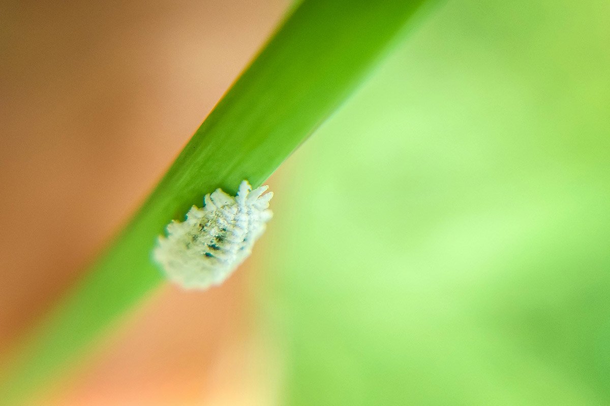 Houseplant Pests: How to Identify, Remedy and Prevent