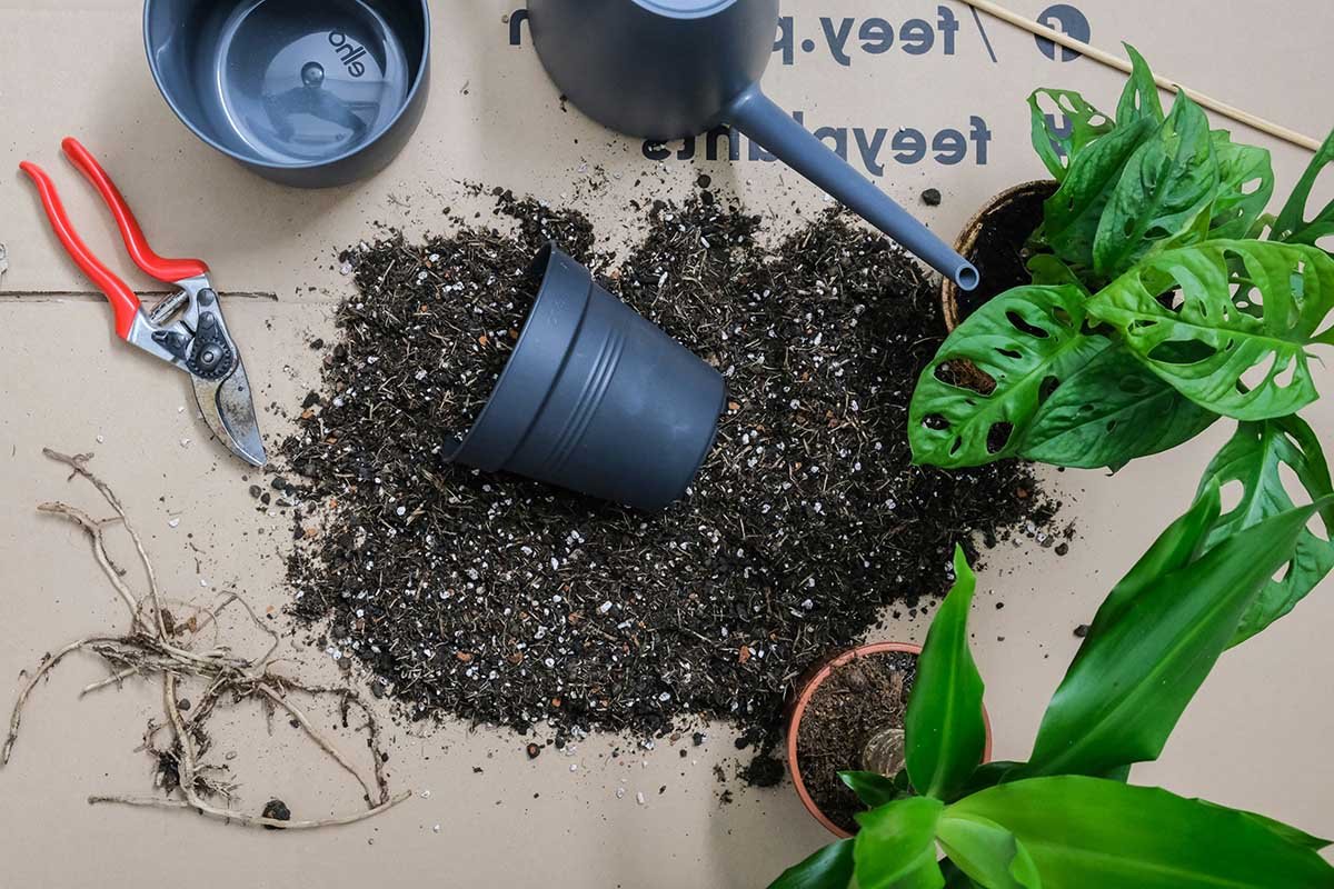 Houseplant Repotting: When, Why & How to Refresh Your Plants
