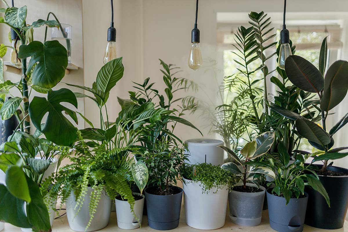 10 Easy Indoor Plants for Beginners: Greenery Anyone Can Grow