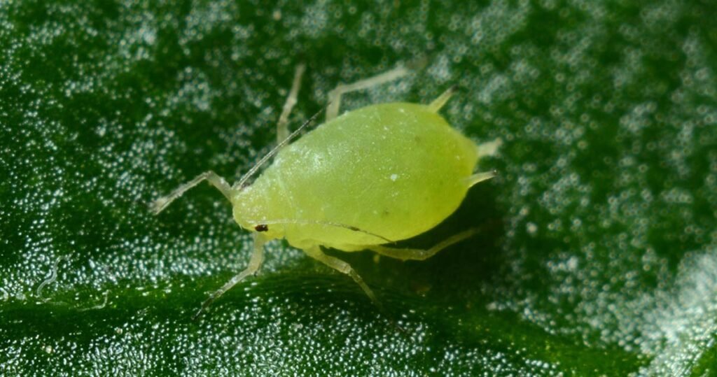 An aphid on a green leaf
