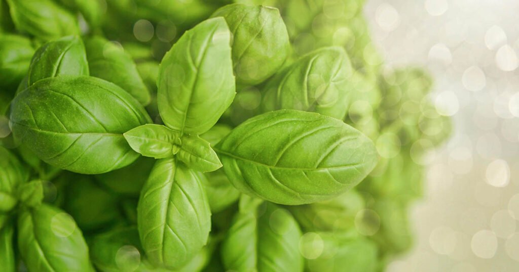 Sweet Basil, a common herb used in cooking.