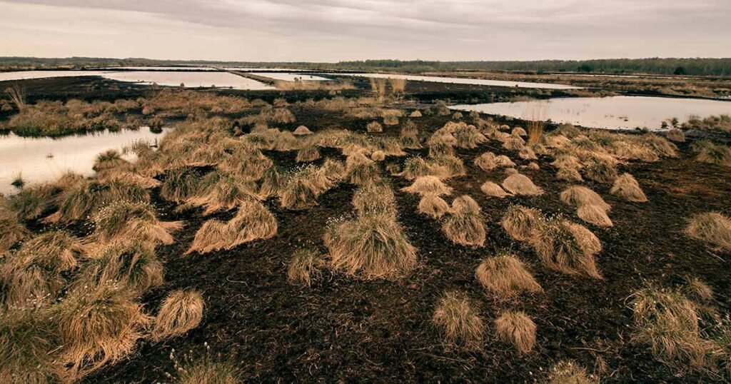 A marshland