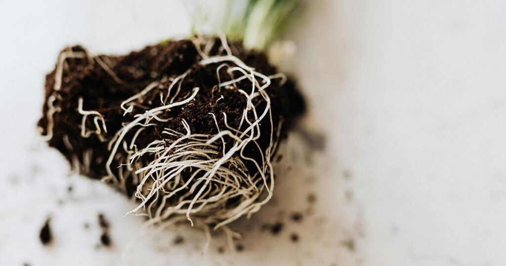 A recently uprooted plant with lots of light-coloured roots.