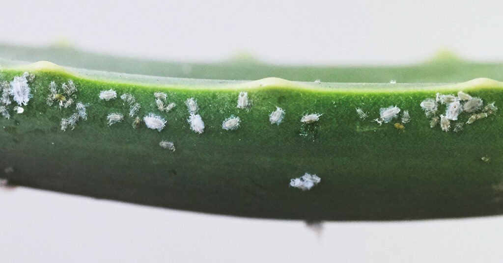 Lots of mealybugs along the leaf of an aloe vera plant