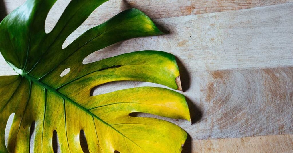A yellowing Monstera leaf with brown edges.