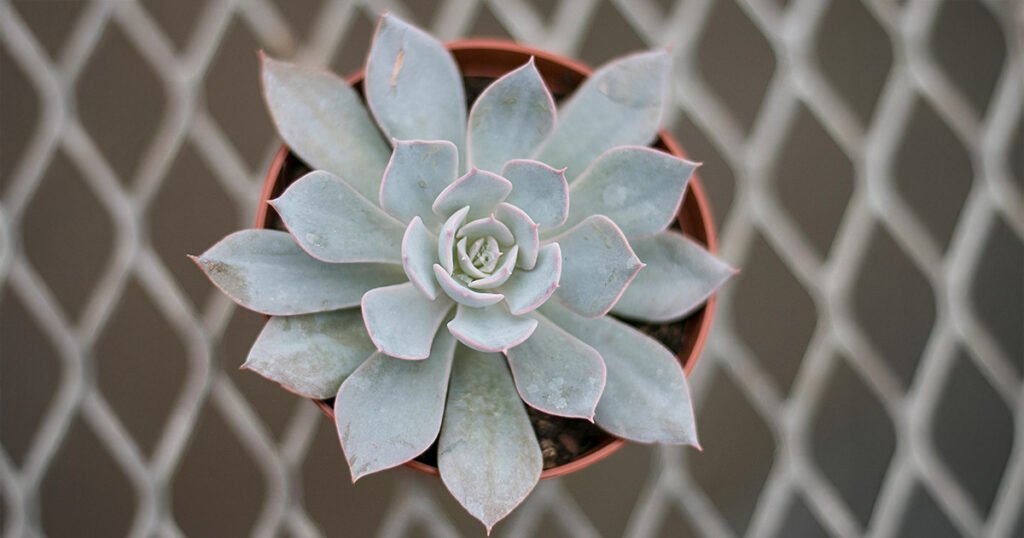 A Ghost echeveria succulent