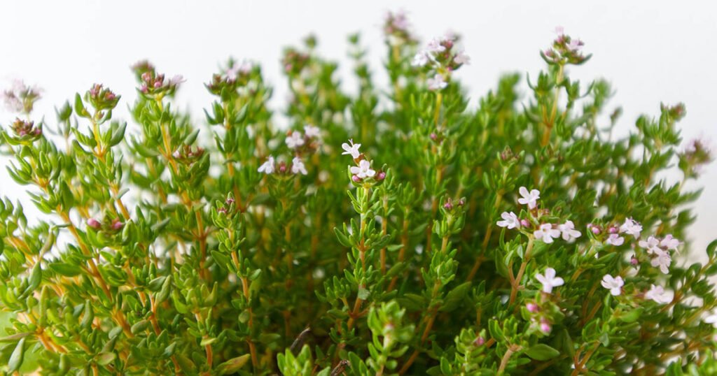 A thyme herb beginning to flower.