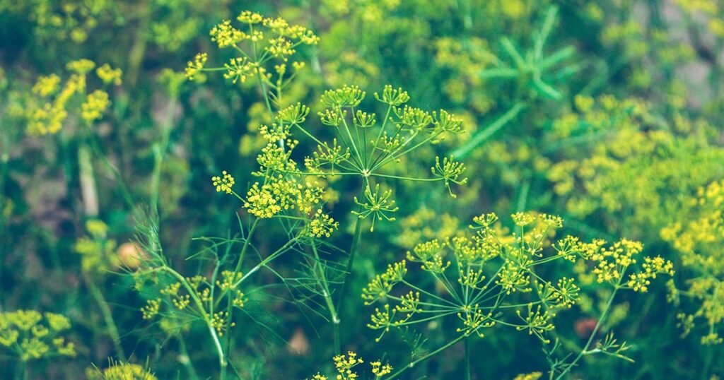 A dill plant beginning to bolt, indicated by its yellow flowers sprouting.