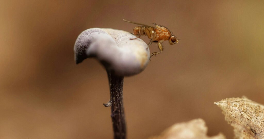A fungus gnat about to take flight from a small mushroom.