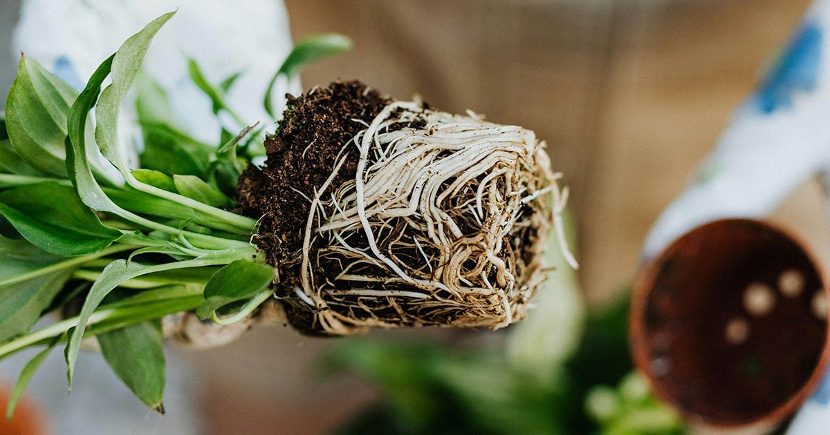 A plant removed from a pot showing signs of being root-bound.