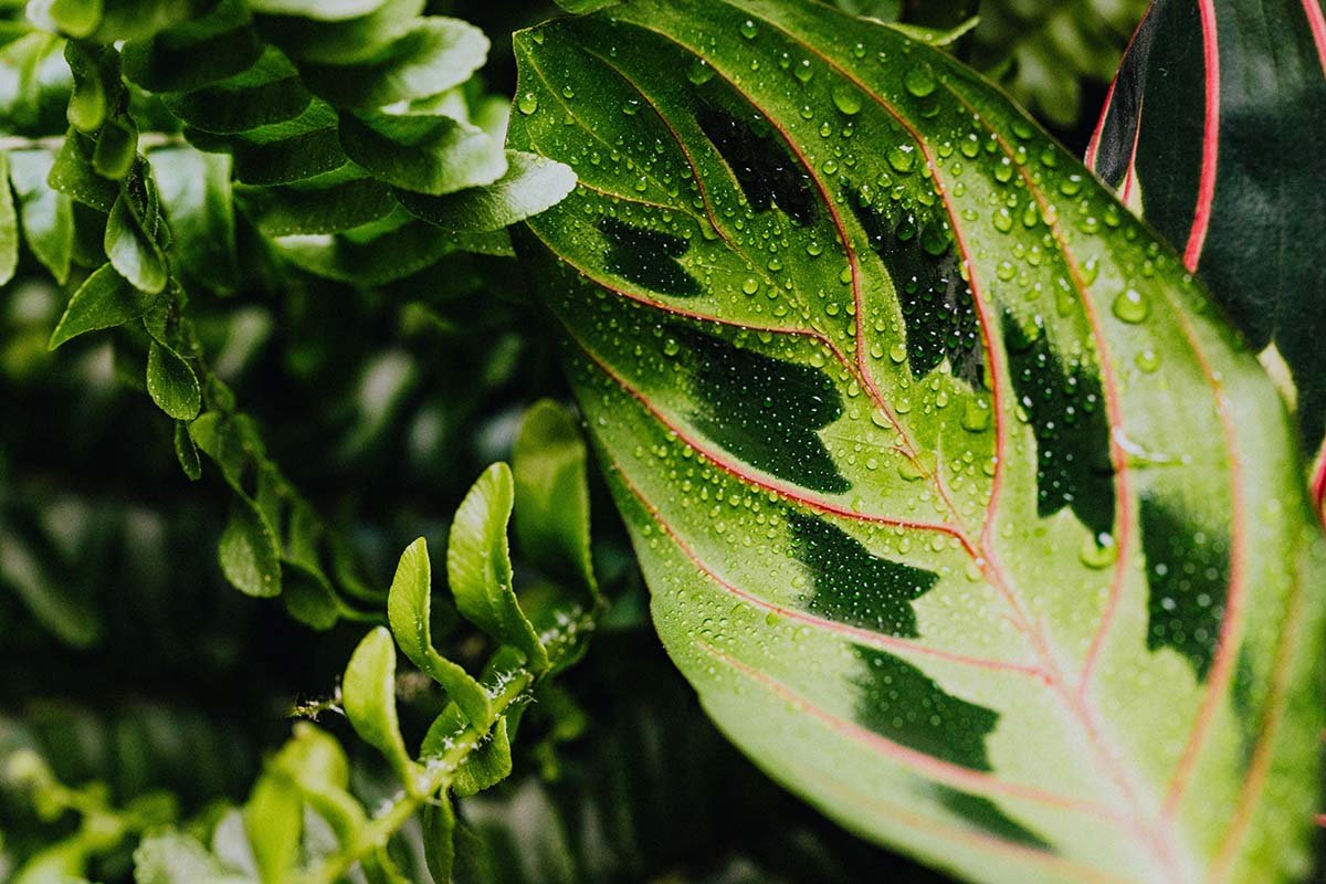 How to Care For Your Prayer Plant (Maranta leuconeura)