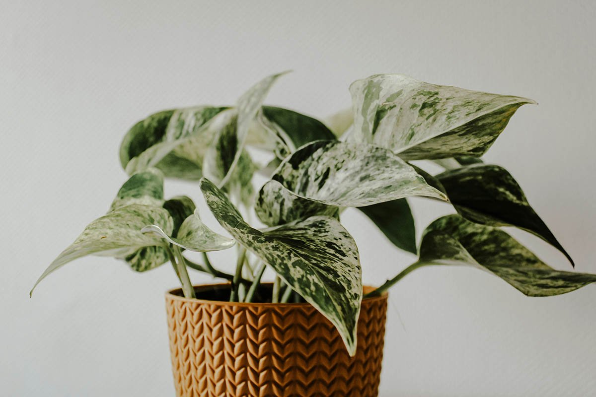 How to Care for Your Pothos (Epipremnum aureum)