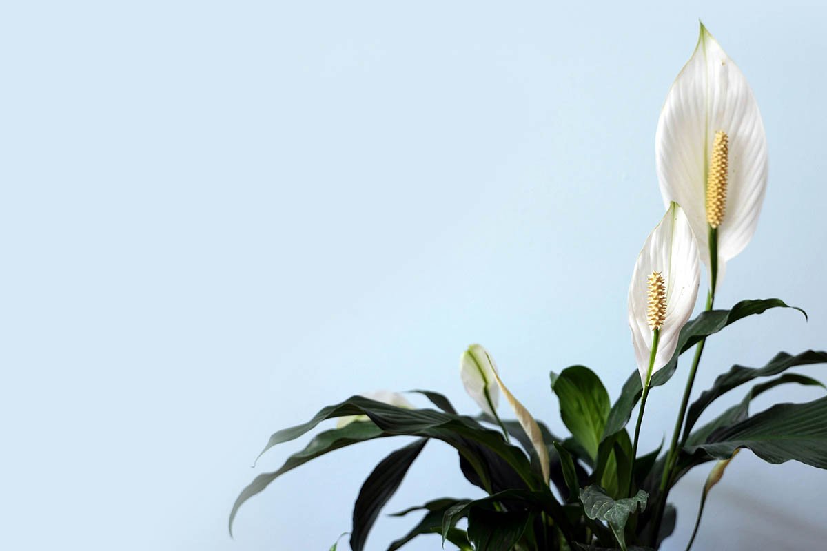 How to Care For Your Peace Lily (Spathiphyllum)