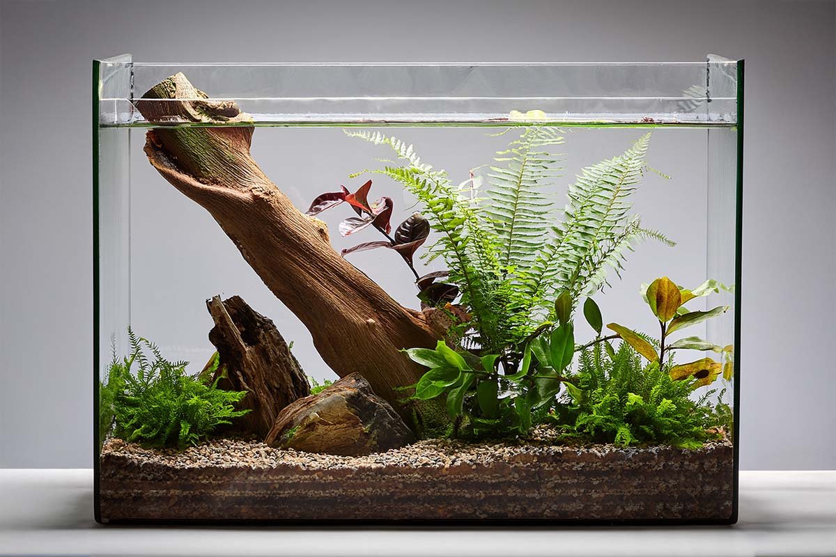 10 Stunning Aquatic Plants to Transform Your Pond or Aquarium