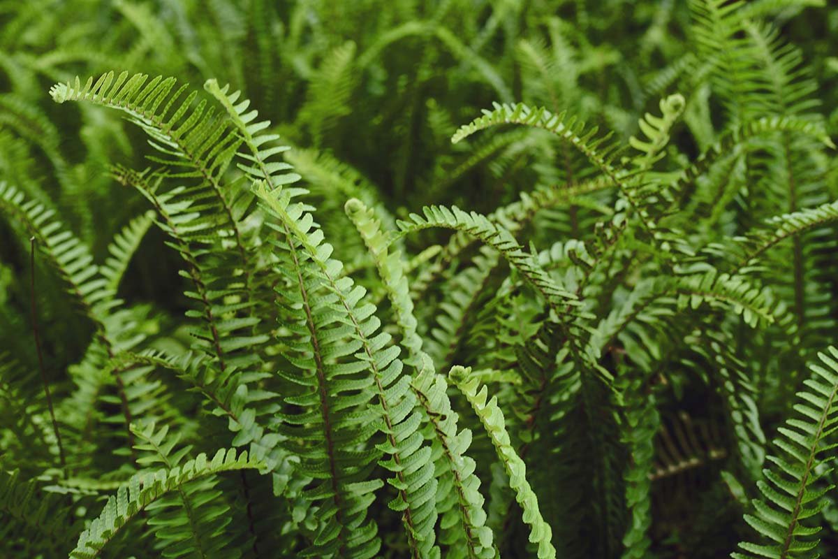 How to Care For Your Boston Fern (Nephrolepis exaltata)